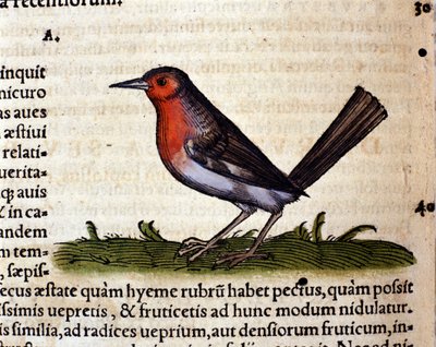 Rojo según la Historia Animalium de Conrad Gesner, Tiguri 1560. Biblioteca nacional Braidense. Milán de Unknown artist