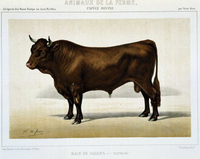 Toro de raza Salers - en “Animales de granja” de Unknown artist