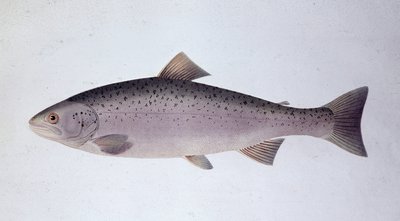 Trucha salmón - Lámina de historia natural de Unknown artist