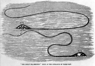 Serpiente marina vista en 1850 en la entrada de Table Bay en Sudáfrica. La forma de la cabeza del animal y la larga cola sugieren que son los dos tentáculos de un calamar gigante. Grabado de la época de Unknown artist