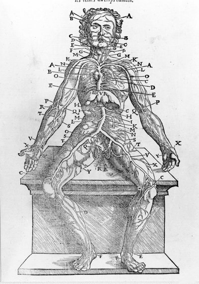 Sección de un cuerpo humano de “Descripción anatómica de todas las partes del cuerpo humano” de W. H. Ryff. Impreso en París en 1545 de Unknown artist