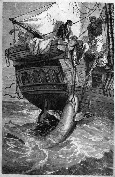 Pesca de tiburones. (Pesca allo squalo) grabado del siglo XIX. Colección privada de Unknown artist