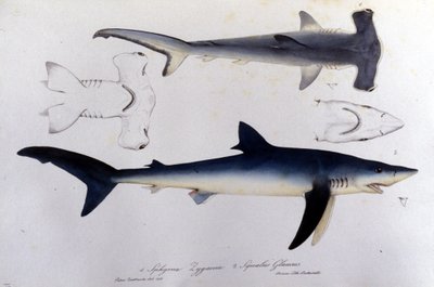 Tiburones: tiburón martillo y tiburón azul de Unknown artist