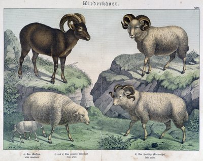 Ovejas: oveja, carnero, íbice - en “Historias naturales de mamíferos”, ed. Schreiber de Unknown artist