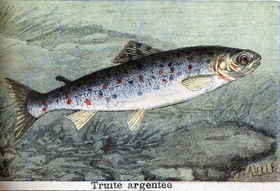 Trucha plateada grabado de 1898 de Unknown artist