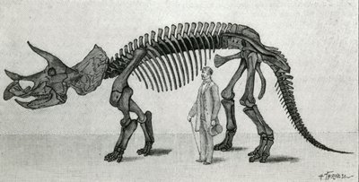 Esqueleto de un Triceratops prorsus de Unknown artist