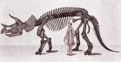 Esqueleto de un Triceratops prorsus de Unknown artist