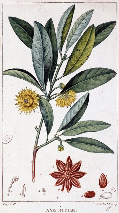 Anís estrellado - lámina botánica de Unknown artist