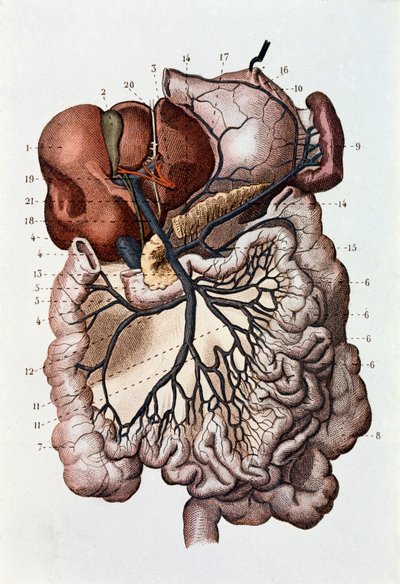 Estudio del cerebro humano, hemisferios cerebrales y cerebelo (grabado) de Unknown artist