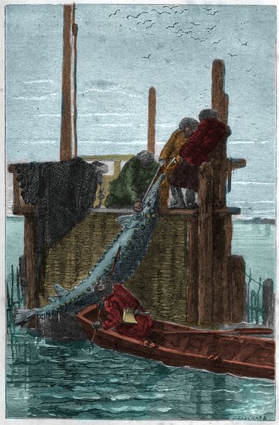 Pesca de esturión en el río Volga. (Storione) (Acipenser sturio) de Unknown artist