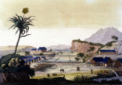 Cultivo de caña de azúcar en Sudamérica de Unknown artist
