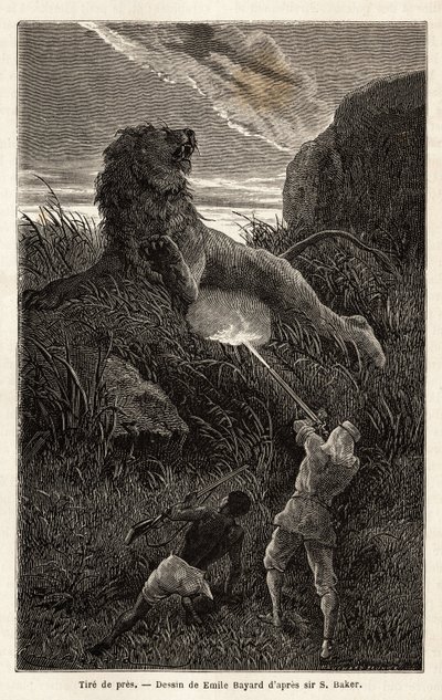 Sorprendido por un león durante la caminata al amanecer, el autor dispara y hiere al animal. Grabado para ilustrar la exploración de los tributarios abisinios del Nilo, por Sir Samuel W. Baker, en 1861-62, publicado en 
