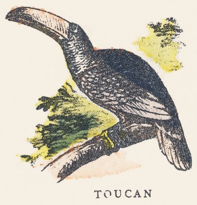 T: tucán de Unknown artist