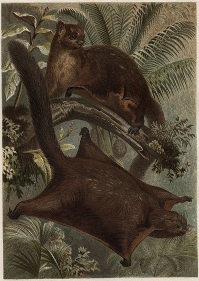 Taguan (Ardilla voladora) (familia Sciuridae) - Ardilla (ardilla voladora) - grabado de "La vida de los animales" de Alfred Edmund Brehm (1829-1884) de Unknown artist