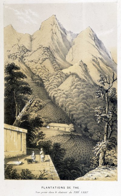 Plantación de té en China: vista tomada en el distrito del té verde, viaje de Fortune a China - grabado, s.f. de Unknown artist