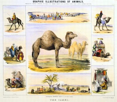 El Camello: utilizado para el transporte: leche: carne: tela. Litografía coloreada a mano de Waterhouse Hawkins, creador de los animales prehistóricos para la exposición del Crystal Palace de 1851. De Graphic Illustrations of Animals and Their Utility to M de Unknown artist