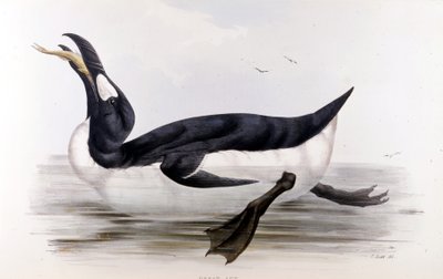 El pingüino gigante (Alca Impennis) - en "Los pájaros de Europa" por John Gould, Londres. de Unknown artist