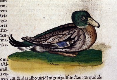 El Harle en Historia Animalium de Conrad Gesner (1516 - 1565), Tiguri de Unknown artist