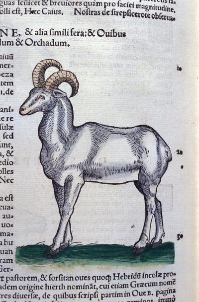 El íbice en Historia Animalium por Conrad Gesner (1516 - 1565), Tiguri de Unknown artist