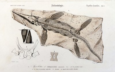 El Ictiosaurio del Diccionario Universal de Historia Natural de Unknown artist