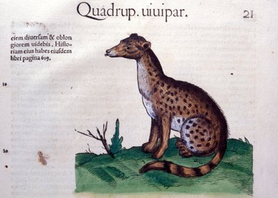 El chacal - en Historia Animalium por Conrad Gesner (1516 - 1565), Tiguri de Unknown artist