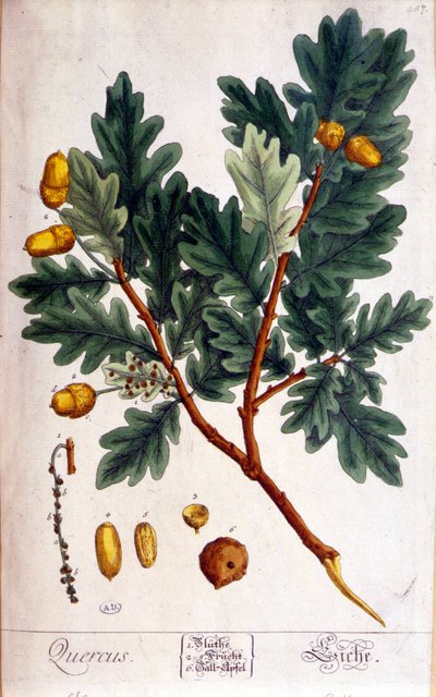 El Roble (Quercus) - lámina botánica de Unknown artist