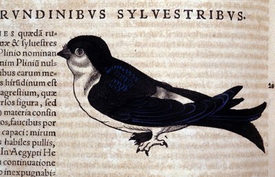 El Vencejo en Historia Animalium de Conrad Gesner (1516 - 1565), Tiguri de Unknown artist