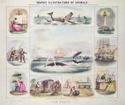 La ballena, de Graphic Illustrations of Animals, diseñado y grabado por W. Hawkins, pub. por Thomas Varty (grabado) de Unknown artist