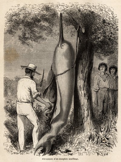 La disección del autor de un delfín soplador (delfín de agua dulce) observada por dos indios Cocama de Perú, que arponearon al animal. Grabado para ilustrar el viaje del Océano Pacífico al Océano Atlántico, a través de América del Sur, en 1848-1860 por Pau de Unknown artist