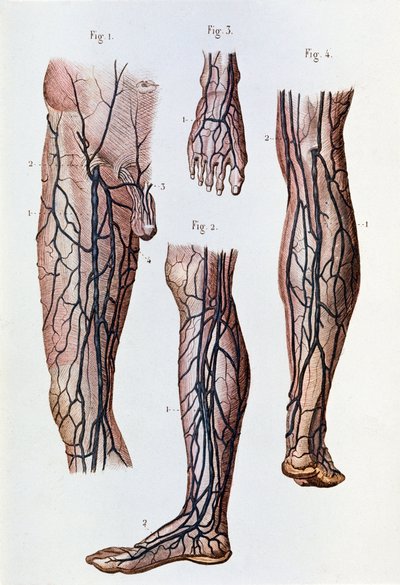 El sistema de circulación sanguínea en las piernas y el pie (grabado) de Unknown artist