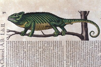 El camaleón de Historiae animalium por Konrad Gesner, Tiguri de Unknown artist