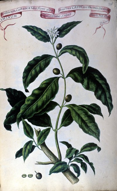 El cafeto. Herbario del siglo XIX de Unknown artist