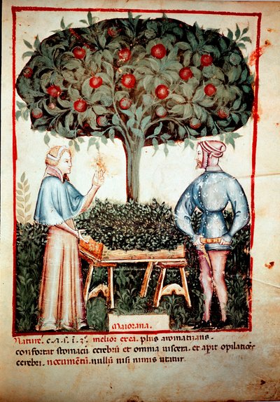 La colección de la Mejorana Iluminura del ordeño de medicina y dietética "Tacuinum sanitatis" después del ordeño de medicina "Kitabtaqwim as-sihha" por Ibn Butlan de Unknown artist