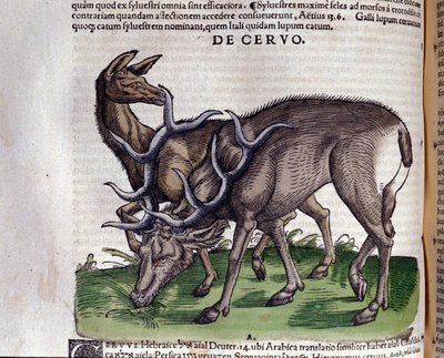 El ciervo según Historiae animalium de Konrad Gesner, Tiguri de Unknown artist