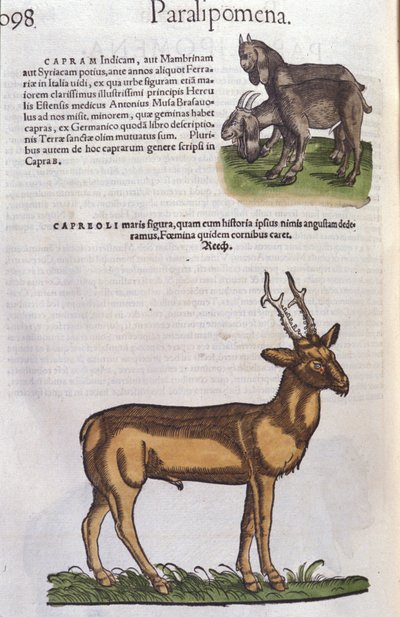 El ciervo en Historia Animalium por Conrad Gesner (1516 - 1565), Tiguri de Unknown artist