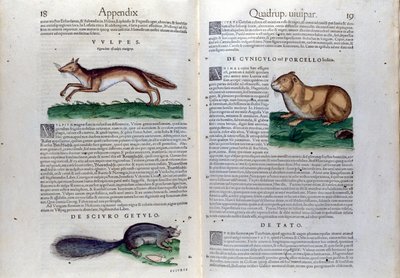 La doble página de roedores en Historia Animalium de Conrad Gesner (1516 - 1565), Tiguri de Unknown artist