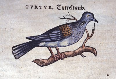 La paloma - de Historiae animalium por Konrad Gesner, Tiguri de Unknown artist