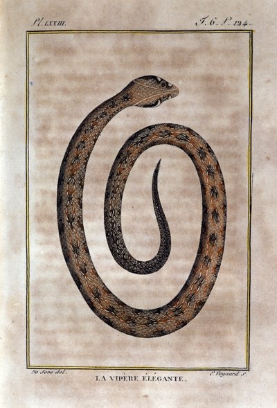 La víbora elegante. Lámina tomada de una historia natural de las “Obras de Buffon” por el naturalista Georges Louis Leclerc, Conde de Buffon (1707 - 1788). Siglo XIX de Unknown artist