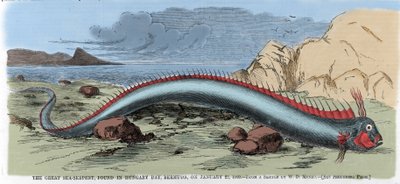 La gran serpiente marina encontrada en la Bahía de Hungría en Bermudas el 22/01/1860. Ilustración de “Harper