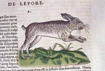La liebre después de Historia Animalium de Conrad Gesner, Tiguri 1560. Biblioteca Nacional Braidense. Milán de Unknown artist