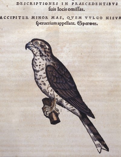 El halcón después de Historia Animalium de Conrad Gesner, Tiguri 1560. Biblioteca Nacional Braidense. Milán de Unknown artist