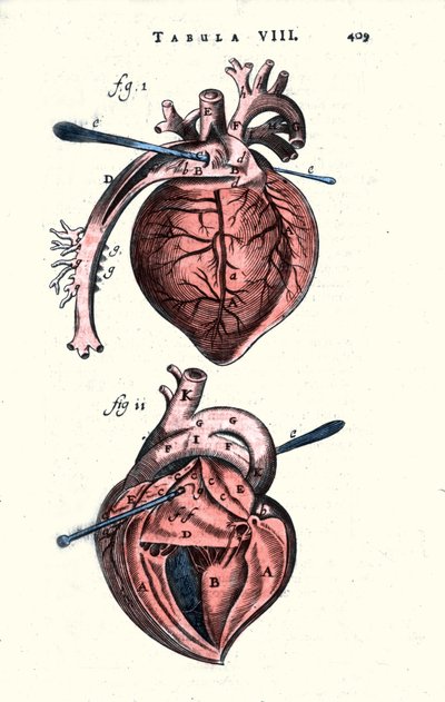 El corazón. Tabla anatómica después de “Anatomía” por Erasmus Bartholin (Erasmus Bartholinus) (1625 - 1698) médico y físico danés. Siglo XVII de Unknown artist