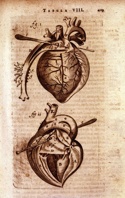 El corazón de la “Anatomía” de Bartholin de Unknown artist