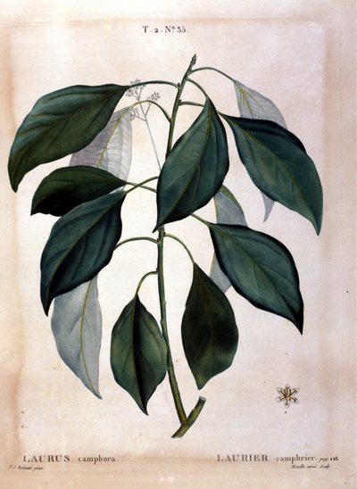 El laurel: alcanfor de Unknown artist