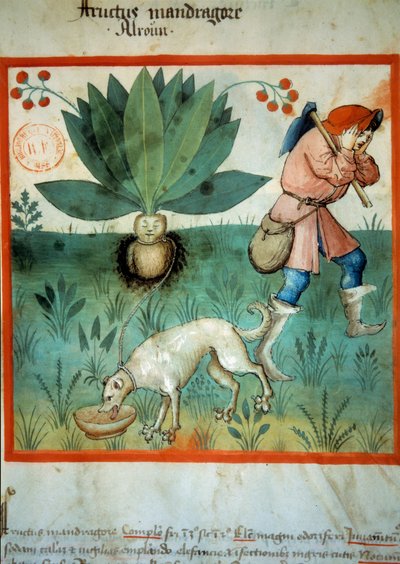 La mandrágora. Planta medicinal a la que a menudo se le han atribuido virtudes mágicas extraordinarias. Iluminación del "Tacuinum sanitatis" de Unknown artist