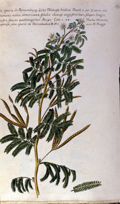 La mimosa, tabla botánica, grabado de Unknown artist