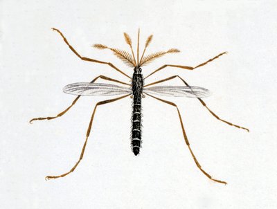 El mosquito. Tabla de historia natural. Siglo XIX. de Unknown artist