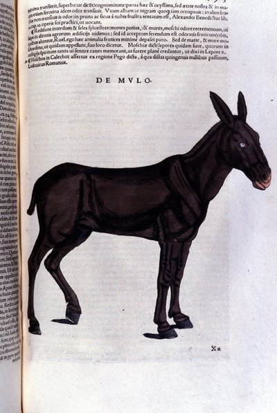 El salmonete después de Historiae animalium de Konrad Gesner, Tiguri de Unknown artist