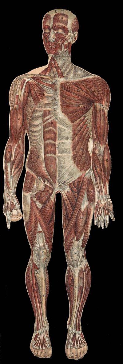 Los músculos de la cabeza, tronco y extremidades en la parte anterior del cuerpo. en “La nueva medicación natural” por F.E. Bilz. 1898. de Unknown artist