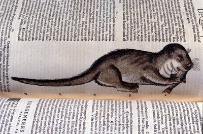 La nutria - Historia Animalium de Conrad Gesner (1516 - 1565), Tiguri de Unknown artist